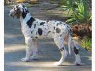 Great Dane Puppy for sale in Palm City, FL, USA