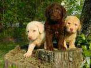 Labradoodle Puppy for sale in COLBERT, GA, USA