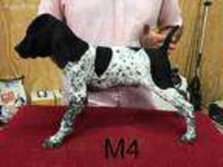 German Shorthaired Pointer Puppy for sale in Moscow, TX, USA