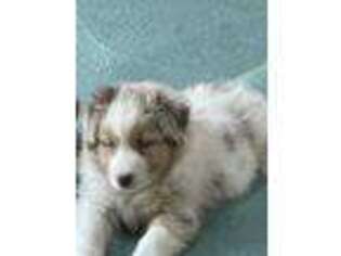 Australian Shepherd Puppy for sale in Vineyard Haven, MA, USA