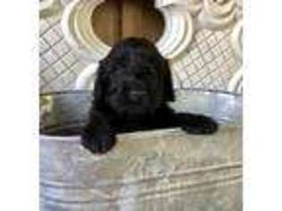 Goldendoodle Puppy for sale in Camden, AL, USA