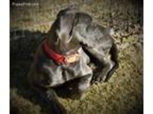 Great Dane Puppy for sale in Arcadia, OK, USA