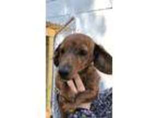 Dachshund Puppy for sale in Walterboro, SC, USA