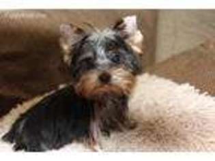 Yorkshire Terrier Puppy for sale in Vacaville, CA, USA