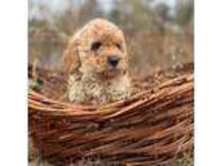 Goldendoodle Puppy for sale in Wetumpka, AL, USA