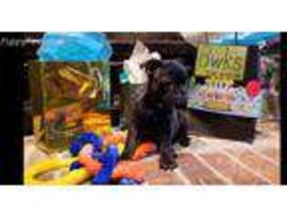 Mutt Puppy for sale in Ponca City, OK, USA