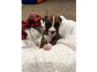 Boxer Puppy for sale in Byron Center, MI, USA