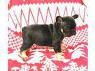French Bulldog Puppy for sale in Youngsville, LA, USA