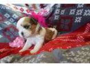 Mutt Puppy for sale in Washburn, MO, USA