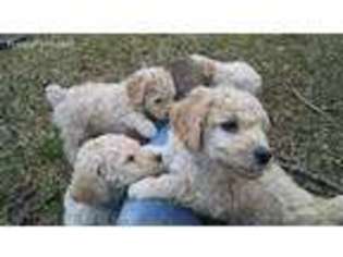 Goldendoodle Puppy for sale in Clemmons, NC, USA
