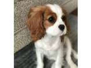 Cavalier King Charles Spaniel Puppy for sale in South San Francisco, CA, USA