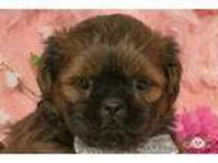 Shiffon Puppy for sale in Safford, AZ, USA