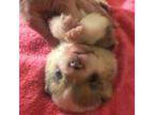 Pembroke Welsh Corgi Puppy for sale in Tulsa, OK, USA