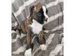 Boxer Puppy for sale in LAKE WALES, FL, USA