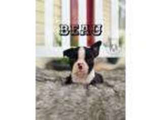 Boston Terrier Puppy for sale in Picayune, MS, USA