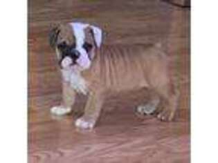 Bulldog Puppy for sale in Ada, OK, USA