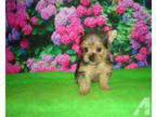 Yorkshire Terrier Puppy for sale in FOND DU LAC, WI, USA