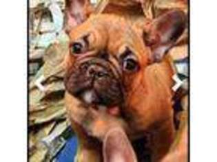French Bulldog Puppy for sale in Halifax, MA, USA