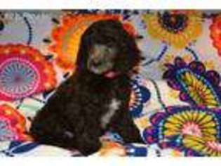 Mutt Puppy for sale in Lincoln, NE, USA