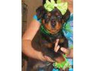 Rottweiler Puppy for sale in NEWARK, OH, USA