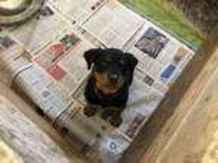 Rottweiler Puppy for sale in Paonia, CO, USA