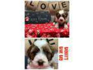 Mutt Puppy for sale in Rosemount, MN, USA