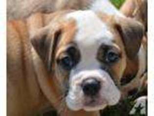 Olde English Bulldogge Puppy for sale in FLOWERY BRANCH, GA, USA