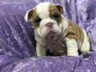 Bulldog Puppy for sale in American Canyon, CA, USA