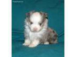 Miniature Australian Shepherd Puppy for sale in Laguna, NM, USA