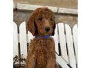 Goldendoodle Puppy for sale in Warsaw, NY, USA