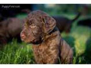 Labradoodle Puppy for sale in Hayden, ID, USA