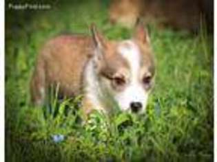 Pembroke Welsh Corgi Puppy for sale in Springtown, TX, USA