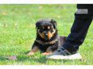 Rottweiler Puppy for sale in Willow Springs, MO, USA