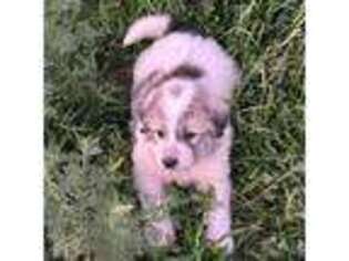 Great Pyrenees Puppy for sale in Mayer, AZ, USA