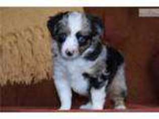 Miniature Australian Shepherd Puppy for sale in Salt Lake City, UT, USA