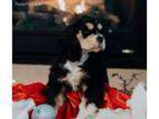 Cocker Spaniel Puppy for sale in Fort Collins, CO, USA
