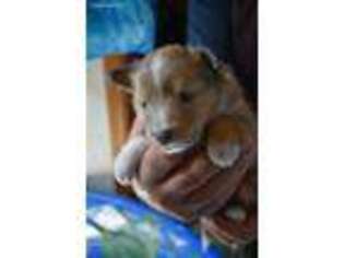 Shetland Sheepdog Puppy for sale in Terrebonne, OR, USA