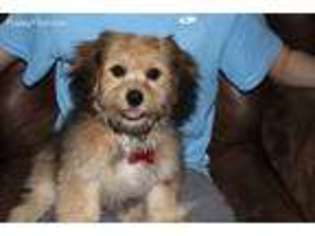 Cavachon Puppy for sale in Bellevue, NE, USA