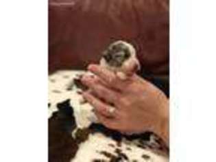 Mutt Puppy for sale in Guntown, MS, USA