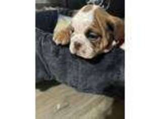 Bulldog Puppy for sale in Mansfield, GA, USA