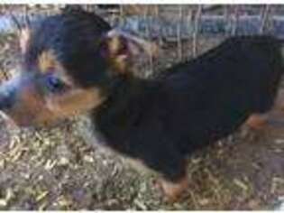 Australian Terrier Puppy for sale in California, MO, USA