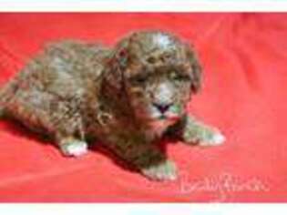 Goldendoodle Puppy for sale in Berryville, AR, USA