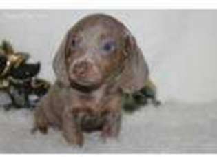 Dachshund Puppy for sale in Buena Vista, TN, USA