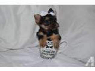 Yorkshire Terrier Puppy for sale in WESTMINSTER, CA, USA