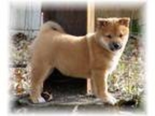 Shiba Inu Puppy for sale in Scranton, AR, USA