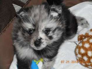 Pomeranian Puppy for sale in Sarasota, FL, USA