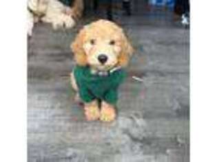 Goldendoodle Puppy for sale in Alexandria, VA, USA