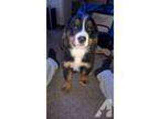 Bernese Mountain Dog Puppy for sale in CAPE CORAL, FL, USA