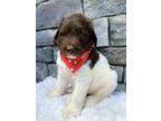 Newfoundland Puppy for sale in Shreve, OH, USA