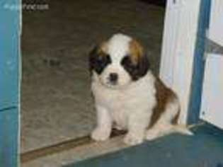 Saint Bernard Puppy for sale in North Lawrence, NY, USA